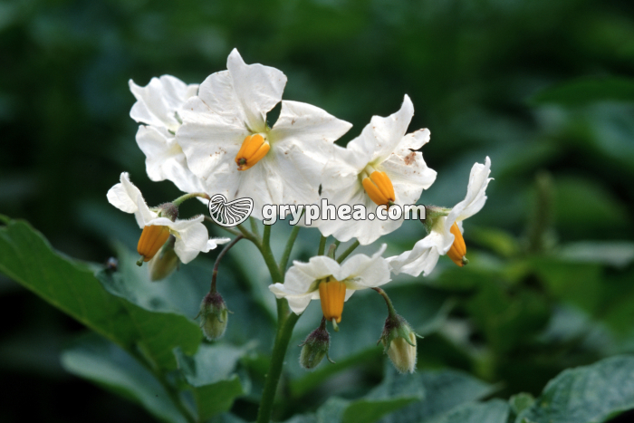 Pomme de terre (Solanum tuberosum) - Fleurs  - gryphea.com